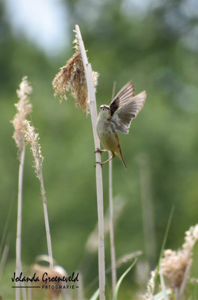 Is dit een Rietzanger?